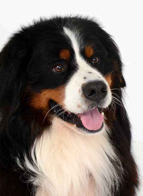Portrait photo of a Bernese mountain dog